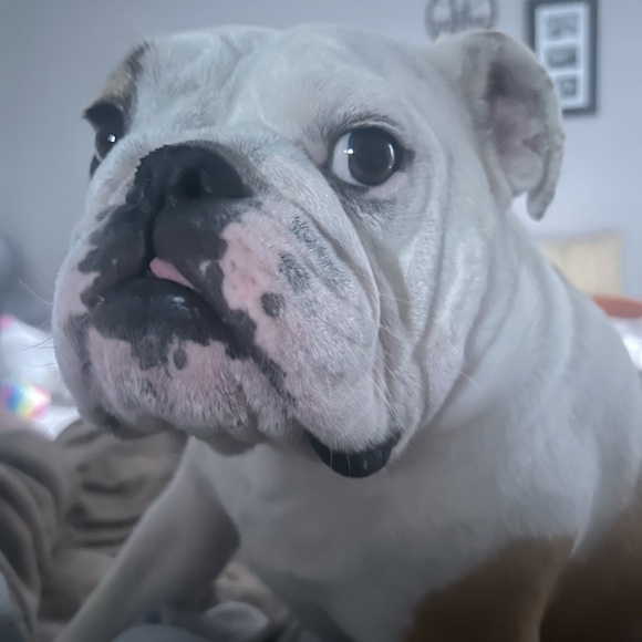 Meet your Posher, Conor - Picture 1 of 1